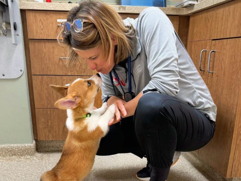 Baby corgi greeting Hillcrest Veterinarian