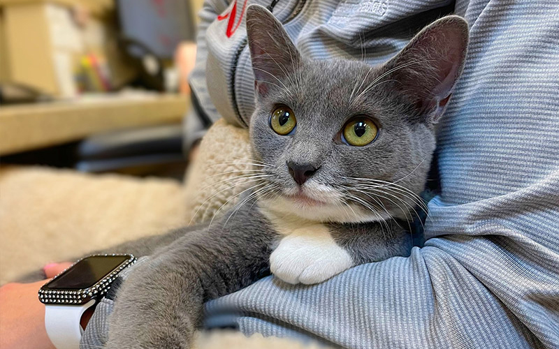 cat-sitting-and-looking-up