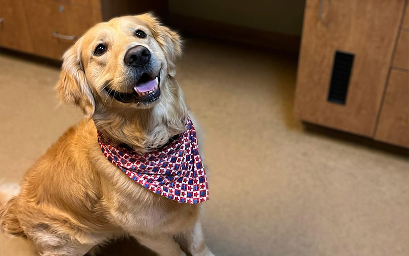 dog-sitting-with-a-smile