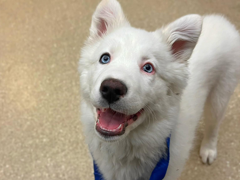 dog-smiling-and-looking-up dog-smiling-and-looking-up