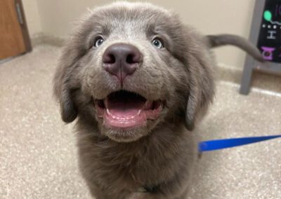cute puppy dog smiling