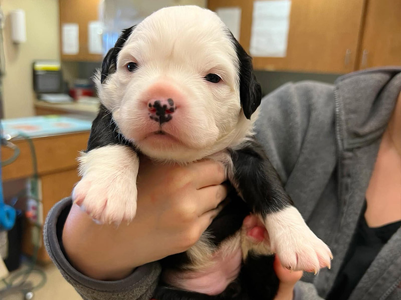 hand-holding-a-puppy hand-holding-a-puppy