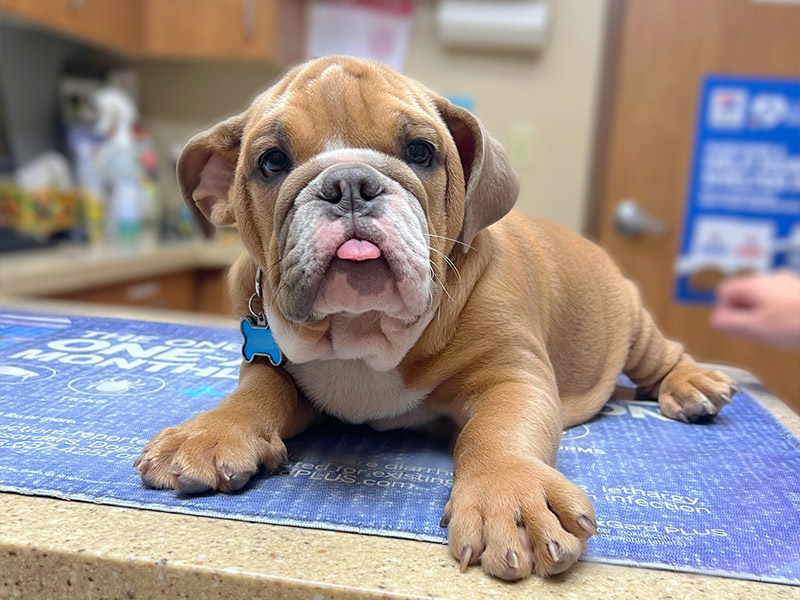 pet-on-table
