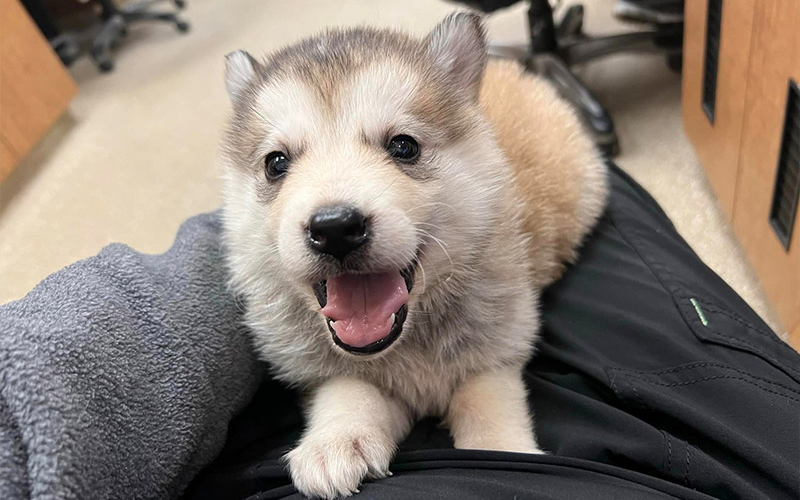 pet-playing-with-man