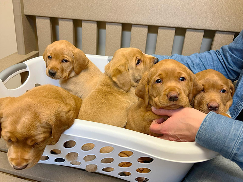 puppies-playing-on-basket puppies-playing-on-basket