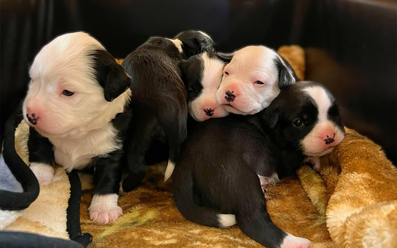 puppies-playing-together