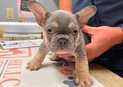puppy on table looking front