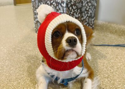 puppy on the floor wearing a cap