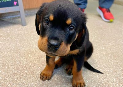 puppy sitting on the floor