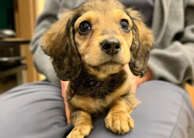 puppy sitting on vet's lap