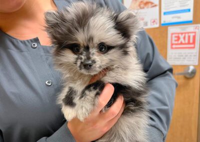 staff holding a small fluffy puppy