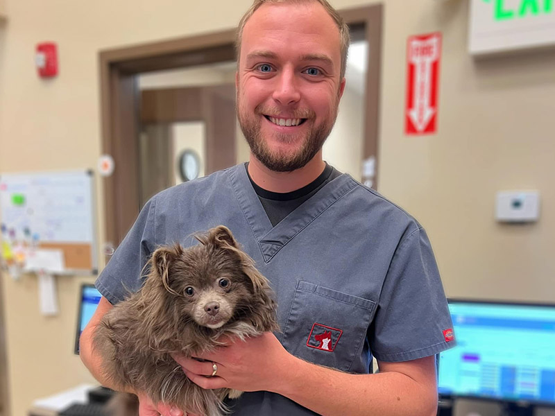 vet-holding-a-pet