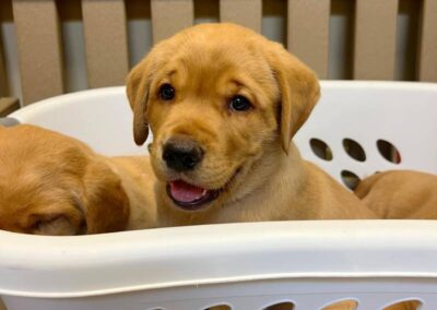 Adorable yellow puppies in laundry basket