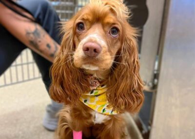 Brown spaniel with yellow bandana