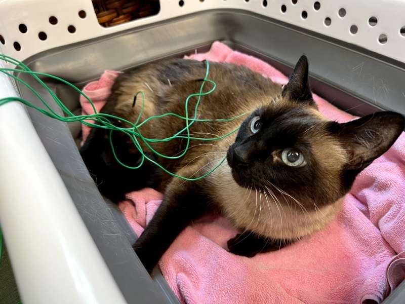 Cat resting in basket with wires Cat resting in basket with wires