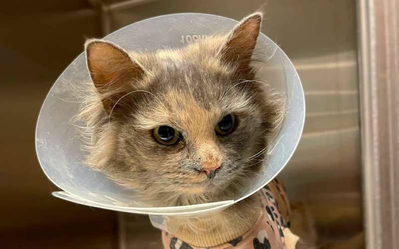 Cat with cone of shame