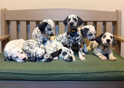 Dalmatian puppies on green bench