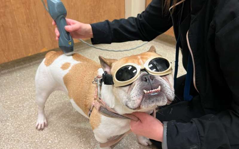 Dog receiving laser therapy