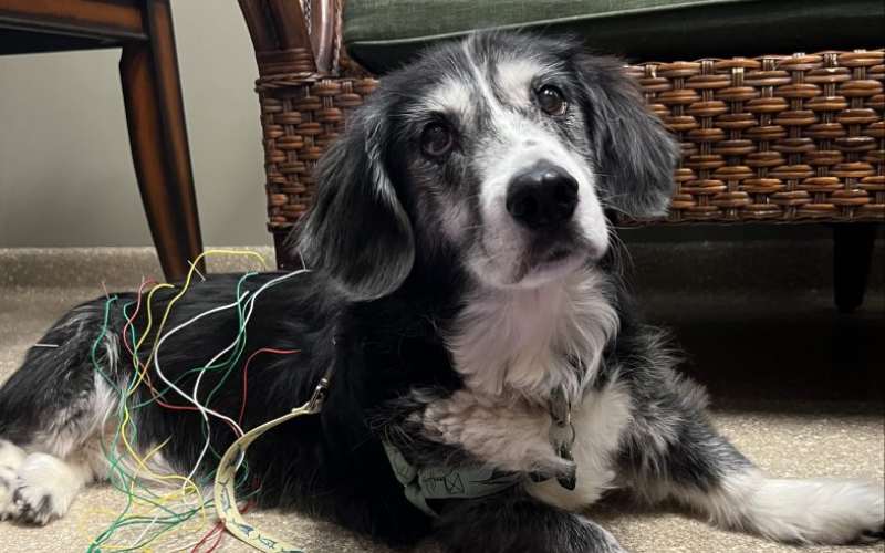 Dog with acupuncture needles