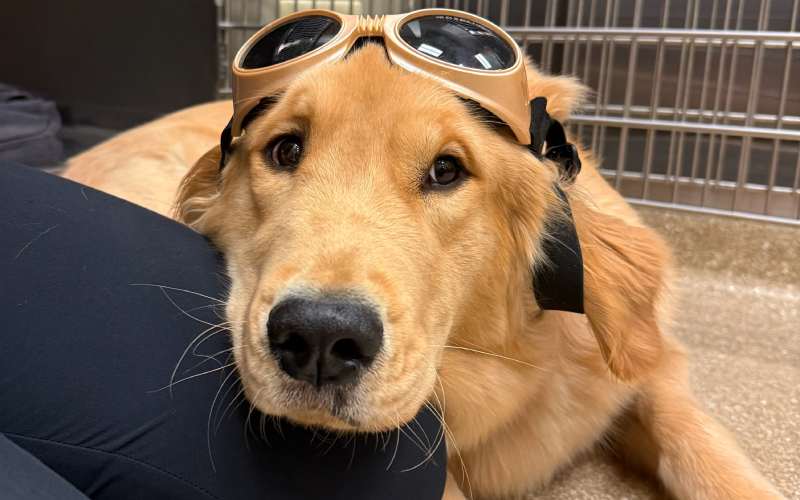 Dog with aviator goggles resting