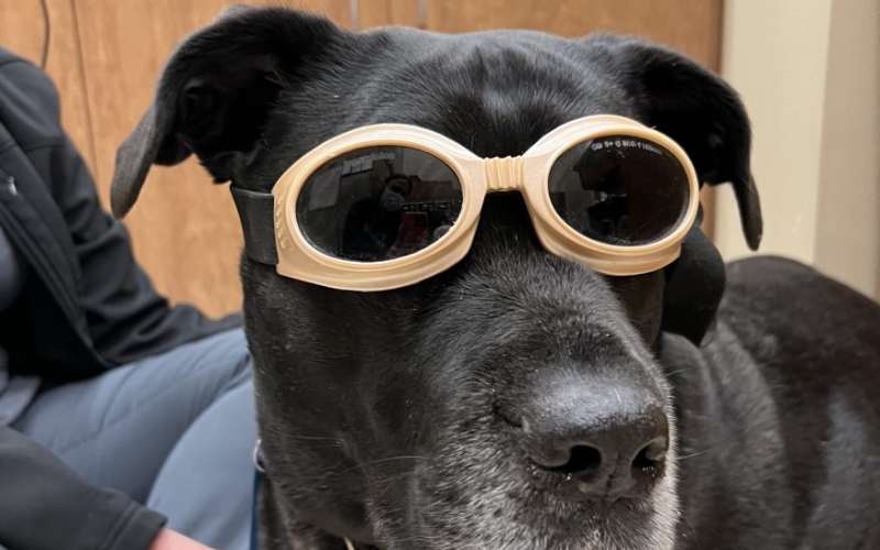 Dog with cool glasses