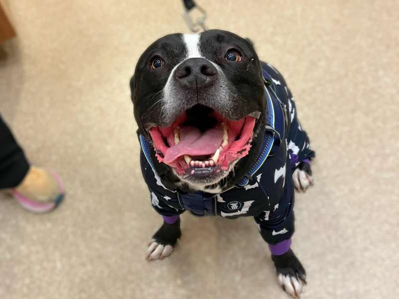 Excited pit bull on leash Excited pit bull on leash
