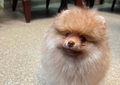Fluffy pomeranian puppy on floor