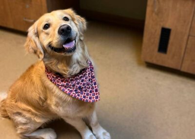 Golden dog with red bandana