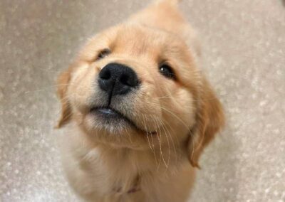 Golden puppy looking up, cute