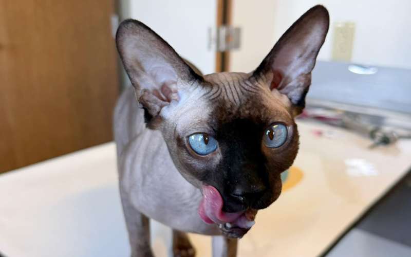 Hairless cat licking its face