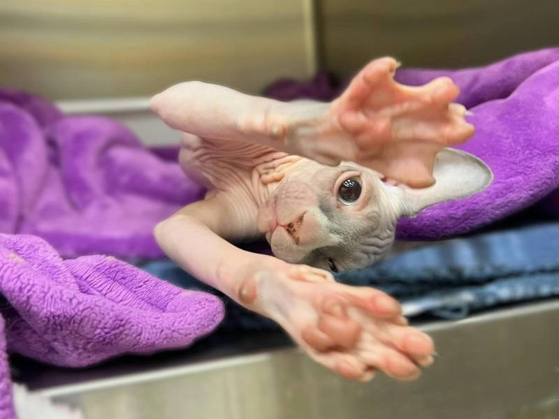Hairless kitten stretching on purple blanket