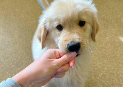 Hand feeding cute golden puppy treat