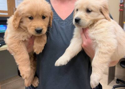 Hand holding small puppies