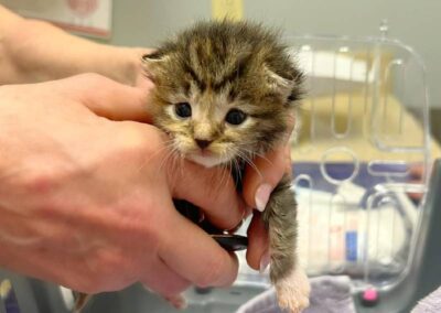 Hand holding small tabby kitten