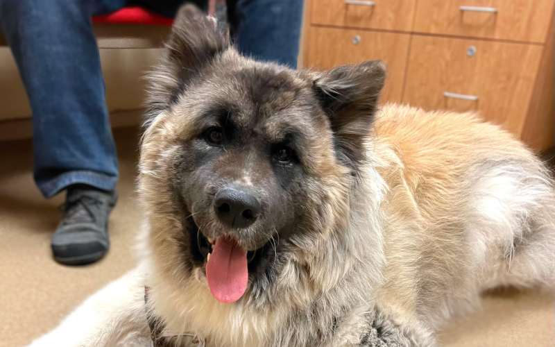 Large Eurasier dog at clinic