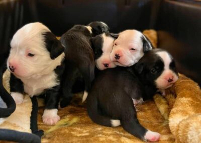 Multiple black-white puppies sleeping together
