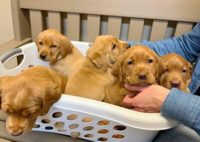 Multiple puppies in white laundry basket