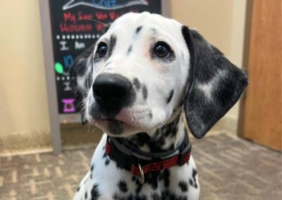 pet looking front