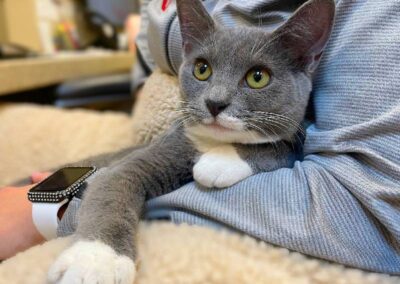 Person holding gray-white tabby kitten