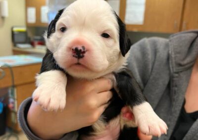 Person holding tiny black-white puppy