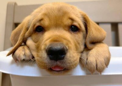 Puppy resting paws on basket edge