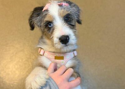 Puppy with bow in pink harness