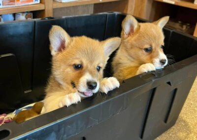 Two corgi puppies in basket