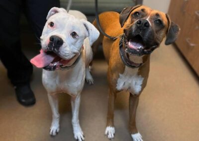 Two dogs, white and brown, leashed