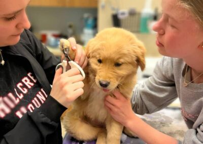 Two people trimming yellow puppy