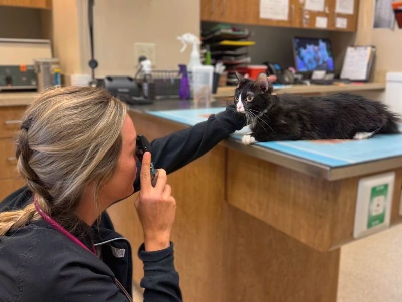 Veterinary Staff looking at a cat's eyes pet-holding-the-hand