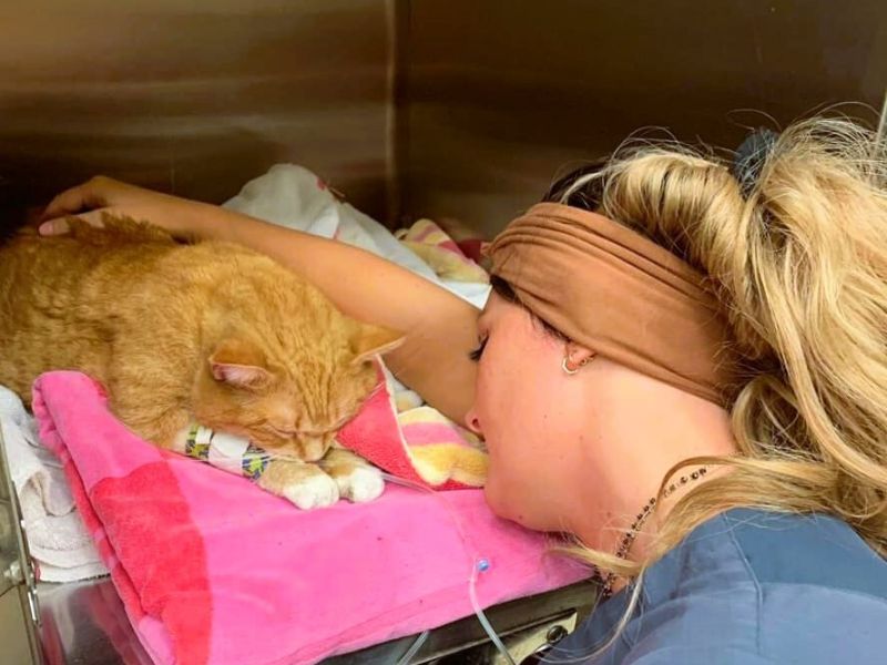Veterinary staff comforting a cat after a procedure kitten-looking-front