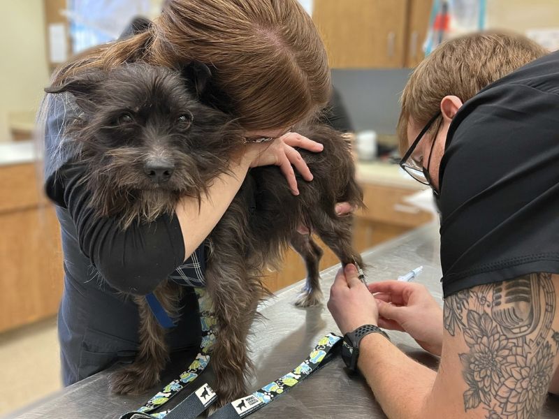 Veterinary staff working with a black dog Veterinary staff members working with a black dog