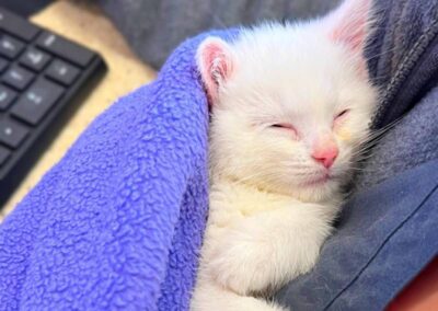 White kitten sleeping