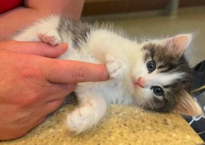 Woman holding fluffy white kitten